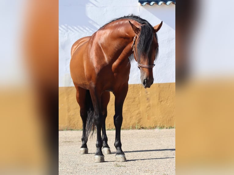 PRE Mix Merrie 7 Jaar 161 cm Donkerbruin in Fuente Obejuna