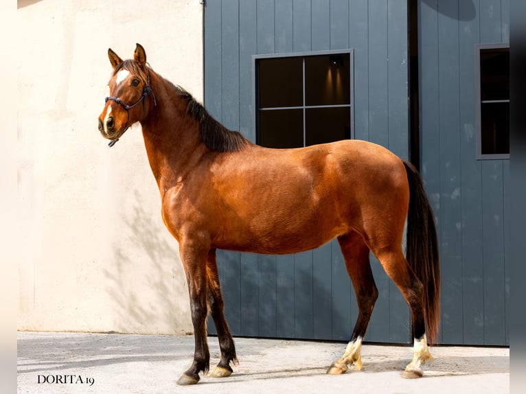 PRE Merrie 7 Jaar 161 cm Donkerbruin in Argentona
