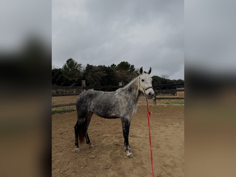 PRE Mix Merrie 7 Jaar 162 cm Schimmel in Pedrinya (Ajuntament Crespia)