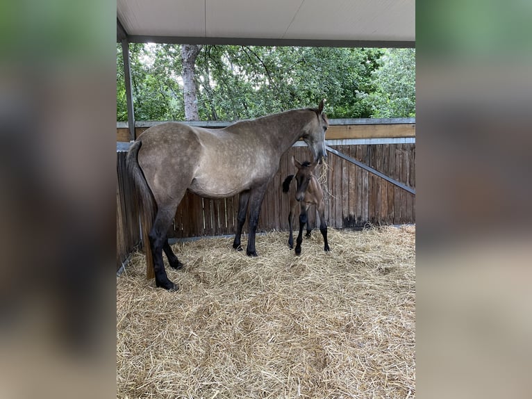 PRE Merrie 7 Jaar 162 cm Schimmel in Guimarães