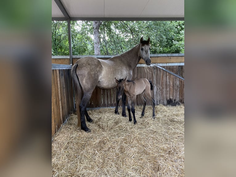 PRE Merrie 7 Jaar 162 cm Schimmel in Guimarães