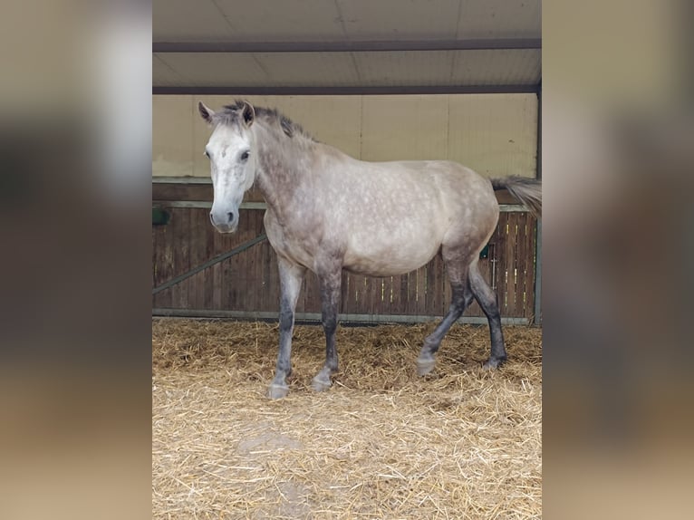 PRE Merrie 7 Jaar 162 cm Schimmel in Guimarães