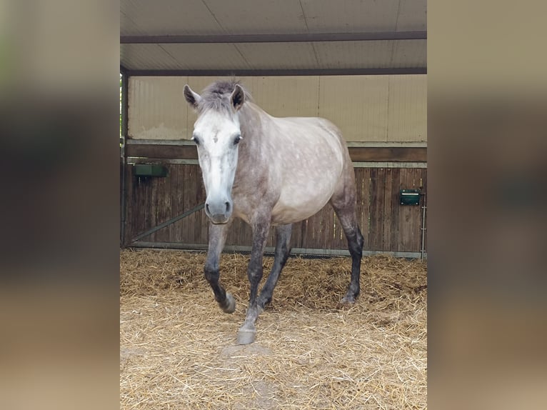 PRE Merrie 7 Jaar 162 cm Schimmel in Guimarães