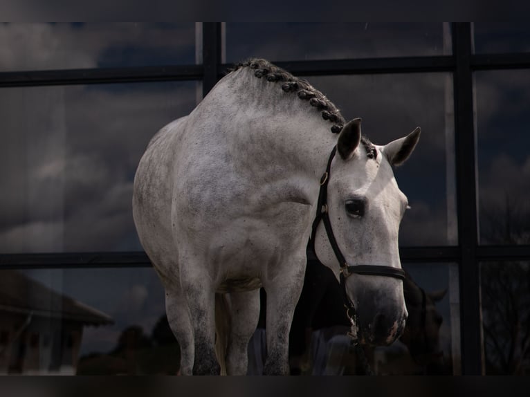 PRE Mix Merrie 7 Jaar 162 cm Schimmel in Handewitt