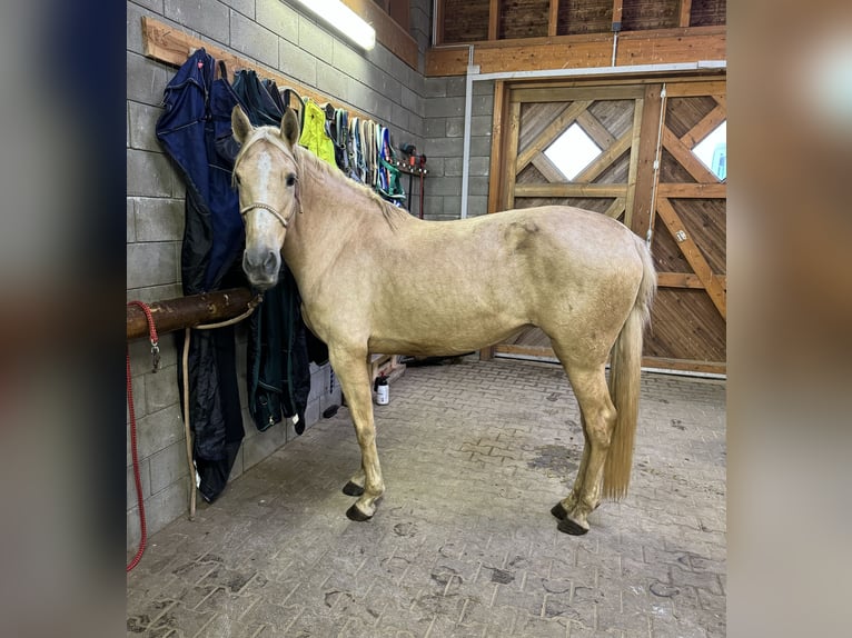 PRE Mix Merrie 7 Jaar 163 cm Palomino in Daleiden