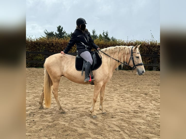 PRE Mix Merrie 7 Jaar 163 cm Palomino in Daleiden