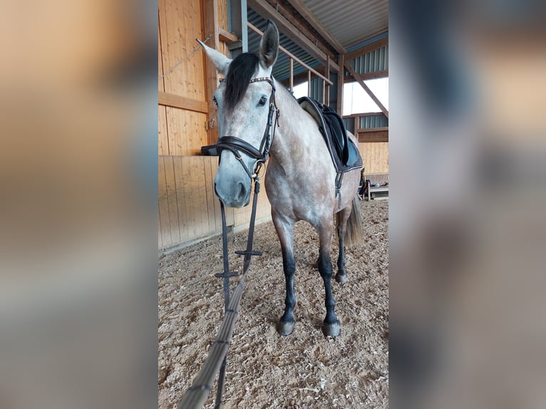 PRE Mix Merrie 7 Jaar 163 cm Schimmel in Hagen