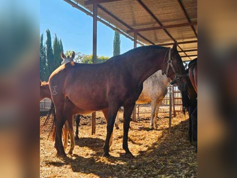 PRE Merrie 7 Jaar 164 cm Bruin in Navalcan