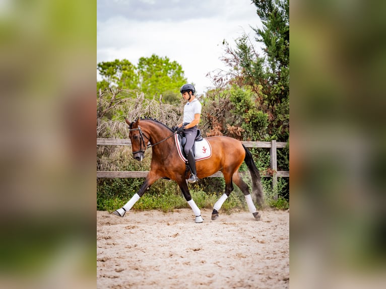 PRE Merrie 7 Jaar 165 cm Bruin in Madrid