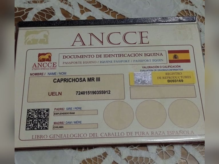 PRE Merrie 7 Jaar 167 cm Donkerbruin in Peñarroya-Pueblonuevo