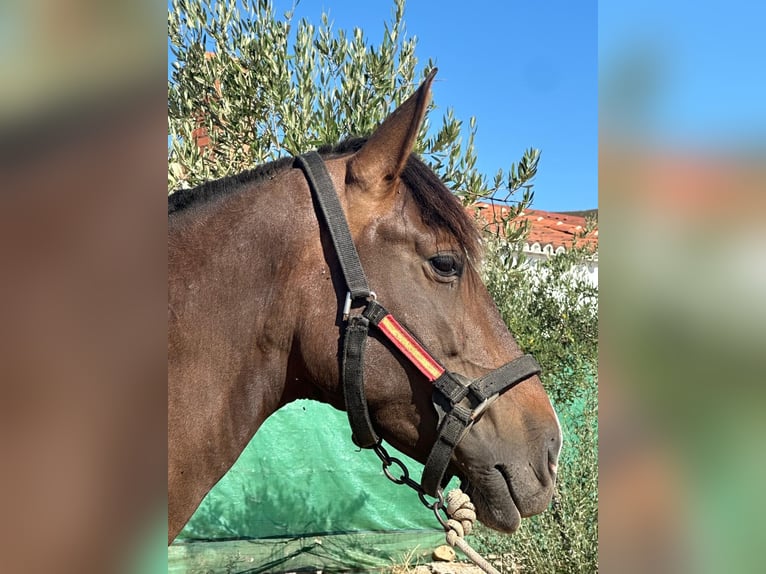 PRE Merrie 7 Jaar 167 cm Donkerbruin in Peñarroya-Pueblonuevo