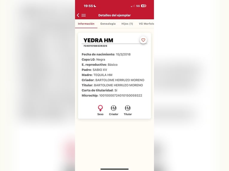 PRE Mix Merrie 7 Jaar 167 cm Zwart in Galaroza (Huelva)