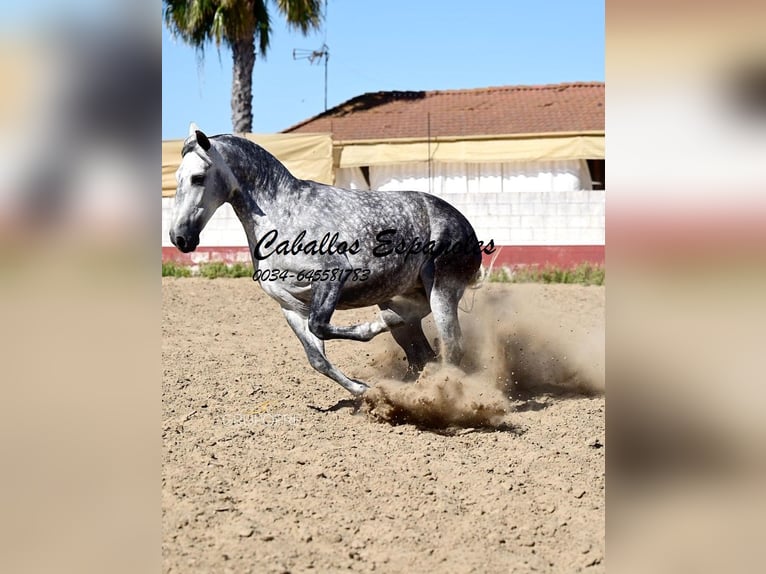 PRE Merrie 7 Jaar 168 cm Schimmel in Vejer de la Frontera