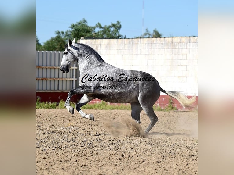 PRE Merrie 7 Jaar 168 cm Schimmel in Vejer de la Frontera