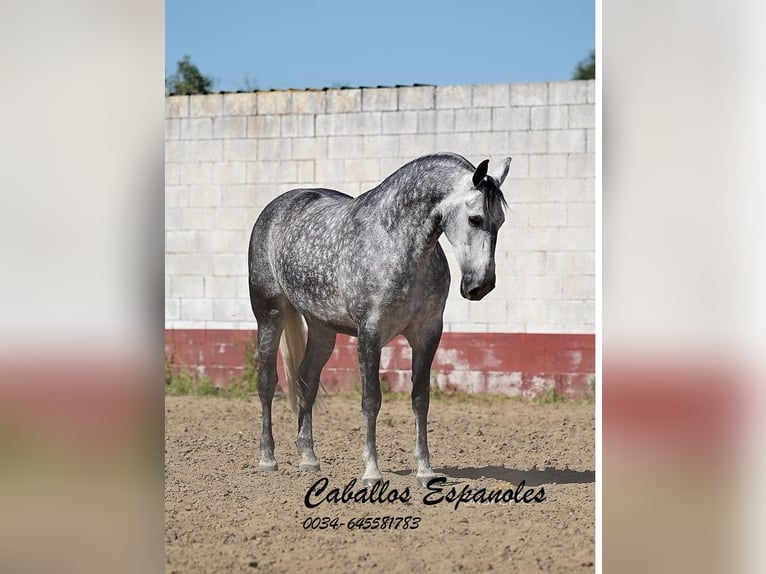 PRE Merrie 7 Jaar 168 cm Schimmel in Vejer de la Frontera