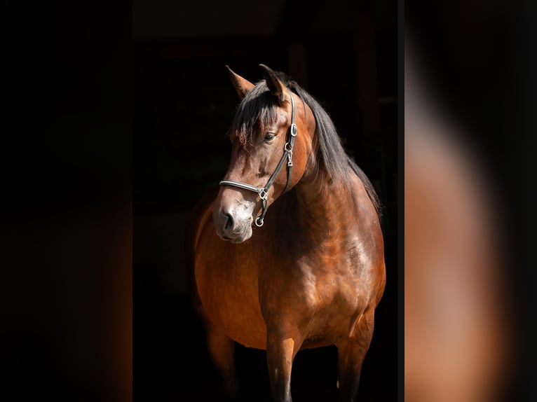 PRE Merrie 7 Jaar 170 cm  in Ruppichteroth