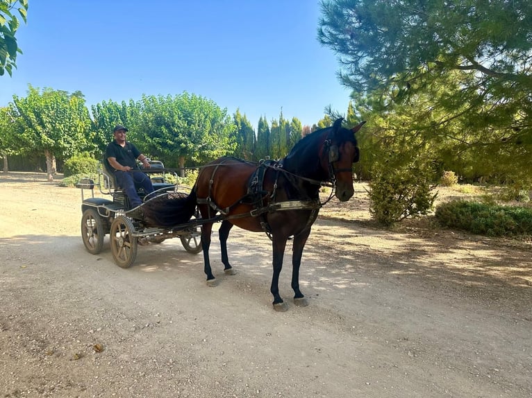 PRE Merrie 7 Jaar in Albacete