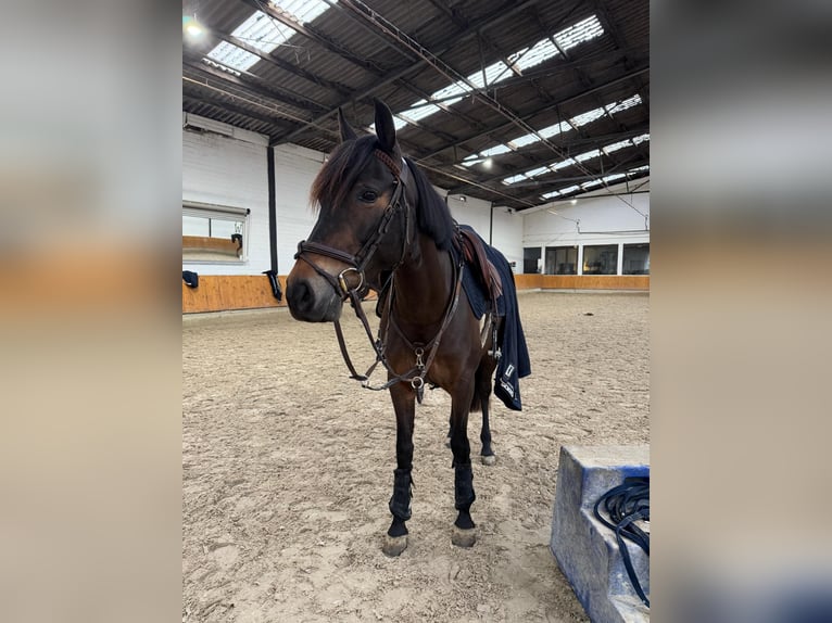 PRE Merrie 8 Jaar 148 cm Bruin in Willich