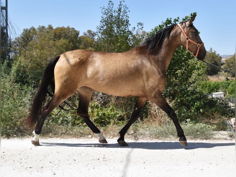 PRE Merrie 8 Jaar 156 cm Falbe in Provinz Malaga