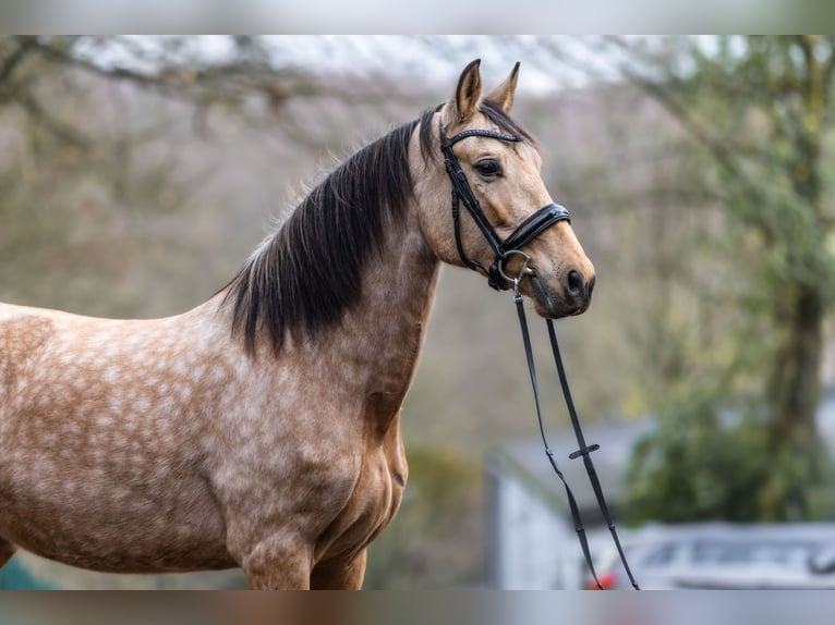 PRE Mix Merrie 8 Jaar 157 cm Buckskin in Windhagen