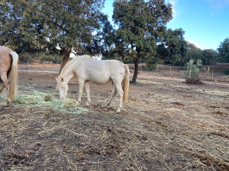 PRE Merrie 8 Jaar 160 cm Pearl in Rietberg