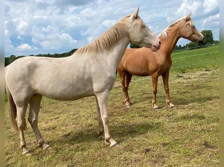 PRE Merrie 8 Jaar 160 cm Pearl in Rietberg