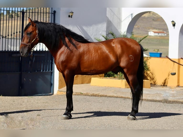 PRE Mix Merrie 8 Jaar 160 cm Schimmel in Fuente Obejuna
