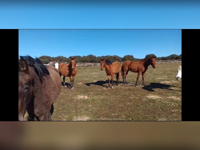 PRE Mix Merrie 8 Jaar 162 cm Bruin in Galaroza (Huelva)