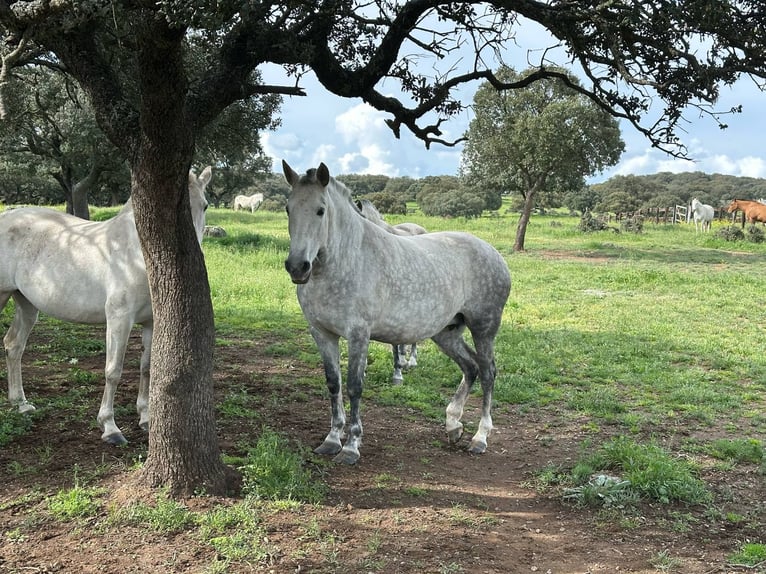 PRE Mix Merrie 8 Jaar 162 cm Bruin in Galaroza (Huelva)