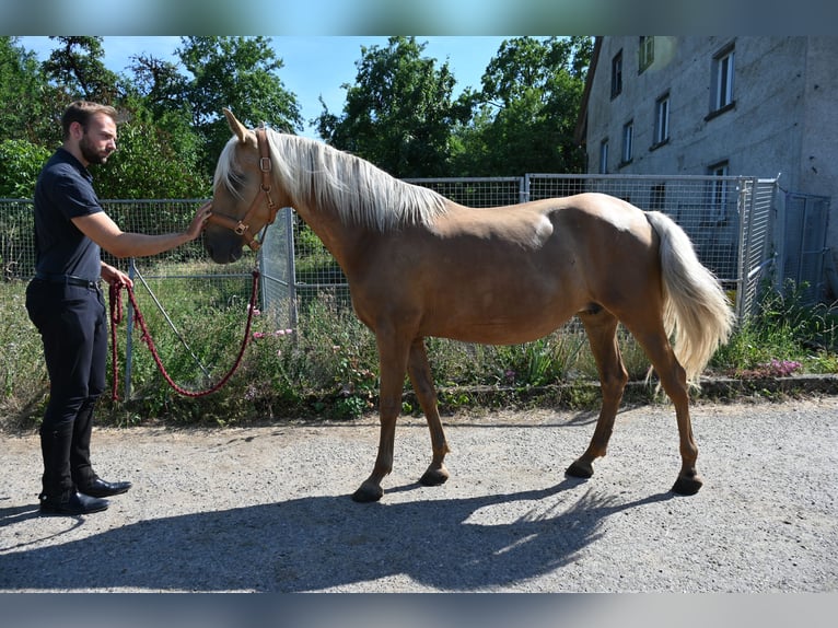 PRE Mix Merrie 8 Jaar 162 cm Perlino in Klettgau