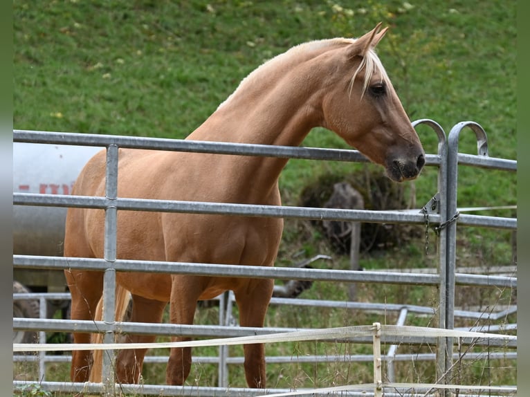 PRE Mix Merrie 8 Jaar 162 cm Perlino in Klettgau