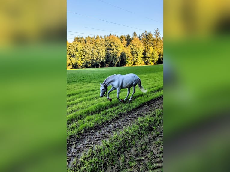 PRE Merrie 8 Jaar 162 cm Vliegenschimmel in Waffenbrunn