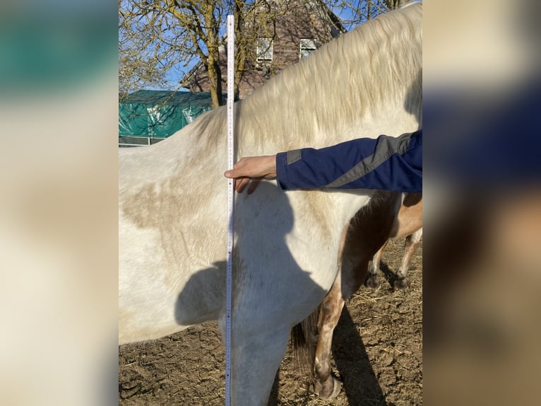 PRE Merrie 8 Jaar 162 cm Vliegenschimmel in Waffenbrunn