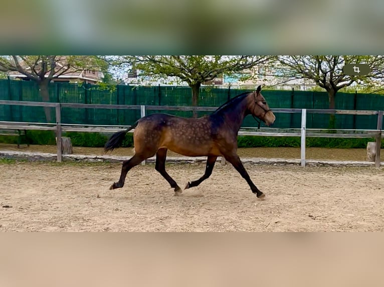 PRE Mix Merrie 8 Jaar 163 cm Falbe in Espinar, De El (Estacion)
