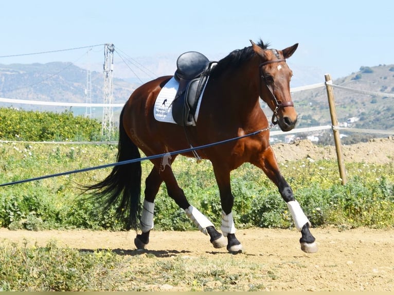 PRE Merrie 8 Jaar 163 cm in Provinz Malaga