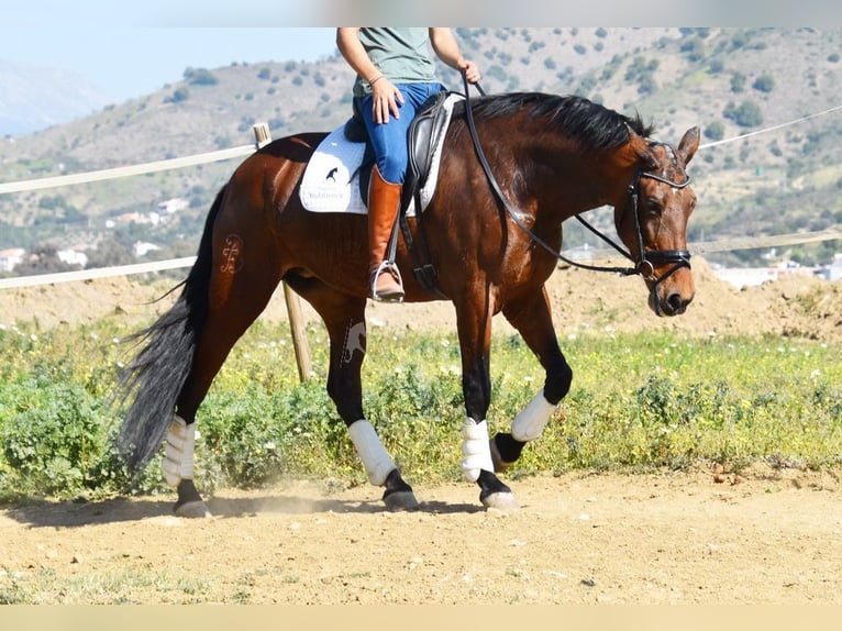 PRE Merrie 8 Jaar 163 cm in Provinz Malaga
