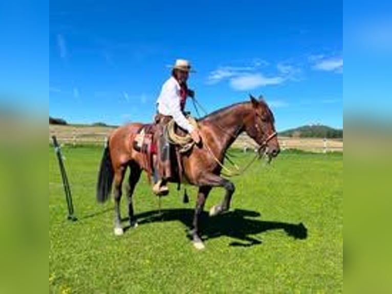 PRE Mix Merrie 8 Jaar 164 cm Bruin in Mittelstetten