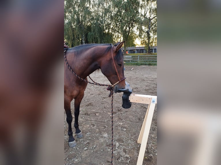 PRE Mix Merrie 8 Jaar 164 cm Bruin in Mittelstetten