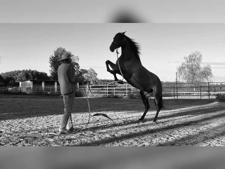 PRE Mix Merrie 8 Jaar 164 cm Bruin in Mittelstetten