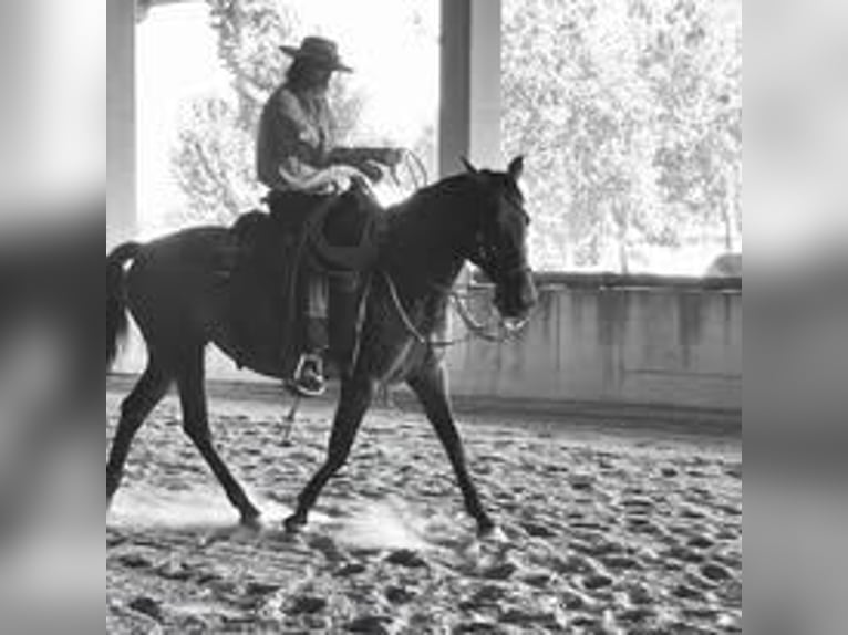 PRE Mix Merrie 8 Jaar 164 cm Bruin in Mittelstetten