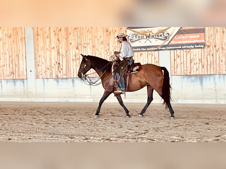 PRE Mix Merrie 8 Jaar 164 cm Bruin in Mittelstetten
