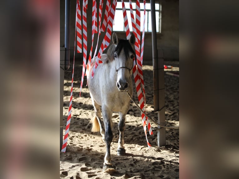 PRE Mix Merrie 8 Jaar 165 cm Vliegenschimmel in Tännesberg
