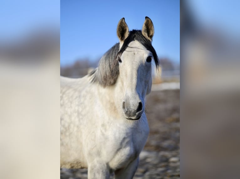 PRE Mix Merrie 8 Jaar 165 cm Vliegenschimmel in Tännesberg