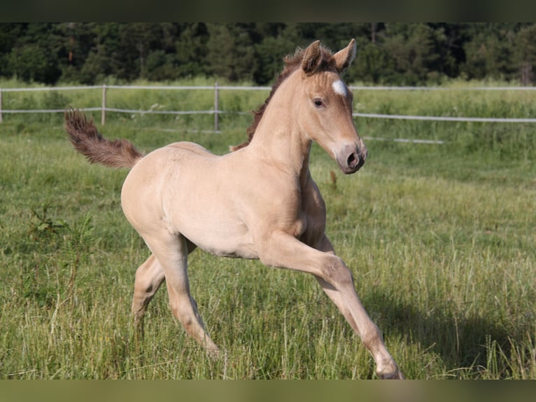 PRE Mix Merrie 8 Jaar 166 cm Pearl in Kirn