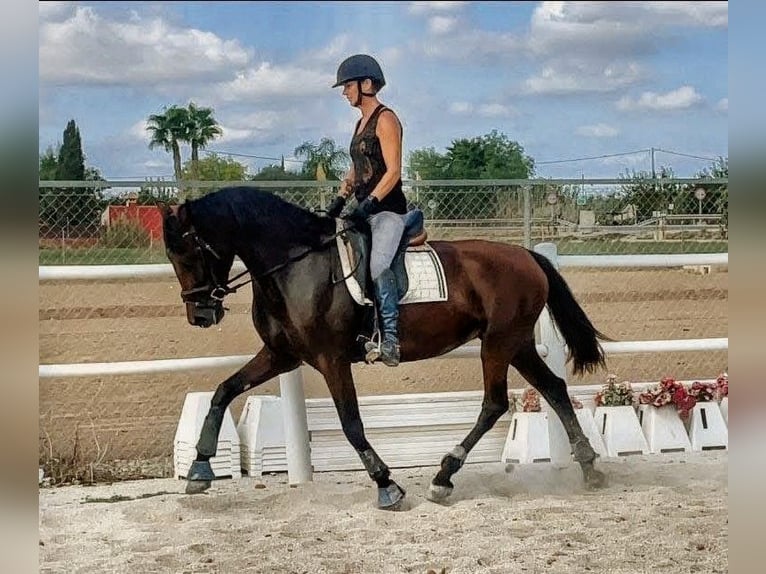 PRE Mix Merrie 8 Jaar 167 cm Donkerbruin in Alicante