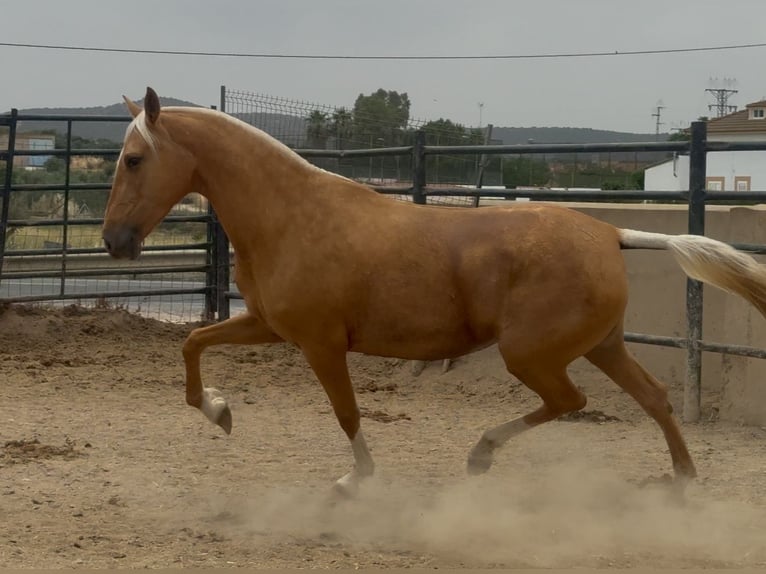 PRE Mix Merrie 8 Jaar 167 cm Palomino in Santa Marta