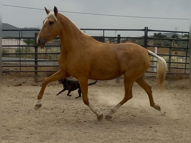 PRE Mix Merrie 8 Jaar 167 cm Palomino in Santa Marta