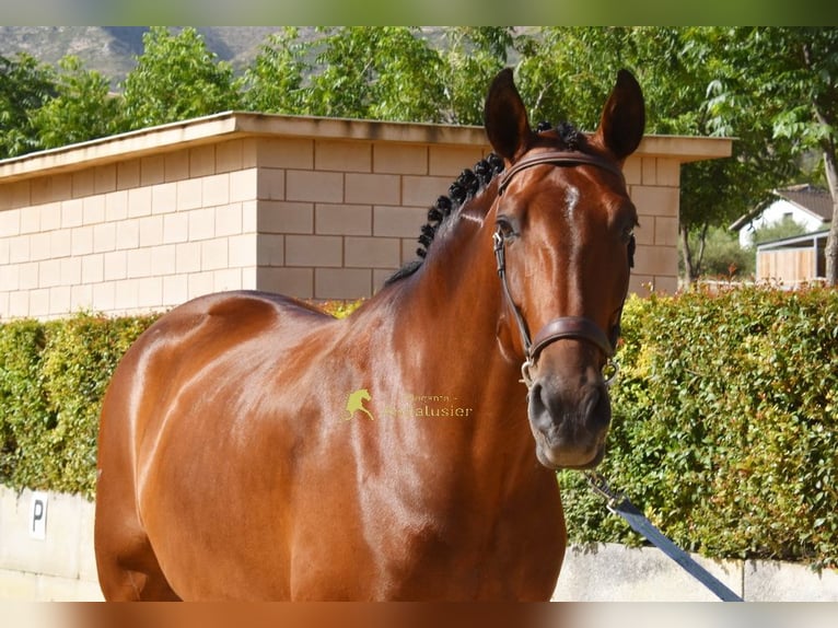 PRE Merrie 8 Jaar 168 cm Bruin in Provinz Malaga