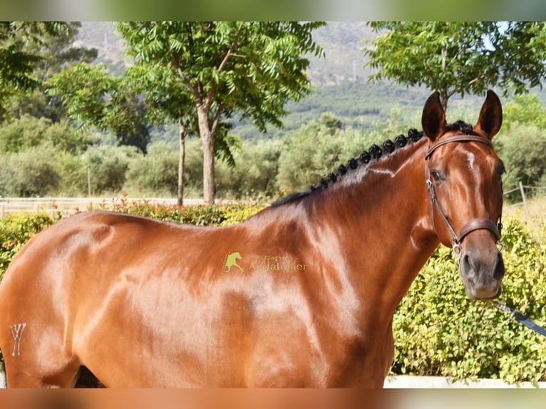 PRE Merrie 8 Jaar 168 cm Bruin in Provinz Malaga