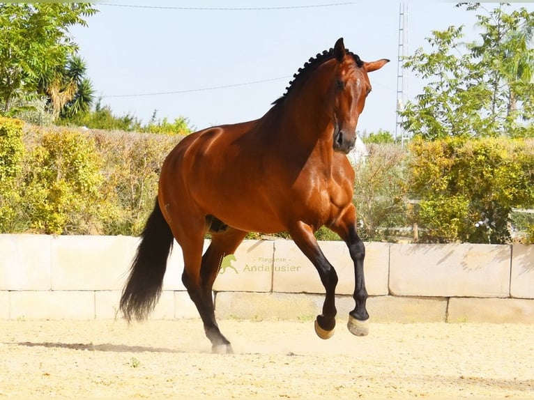 PRE Merrie 8 Jaar 168 cm Bruin in Provinz Malaga